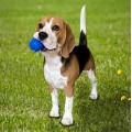 Игрушка для собак и котиков, мяч с шипами (игольчатый мячик для котов, кошек) ПВХ 6 см OSPORT (R-00009)