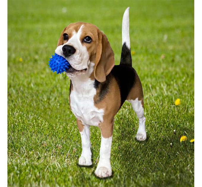 Игрушка для собак и котиков, мяч с шипами (игольчатый мячик для котов, кошек) ПВХ 6 см OSPORT (R-00009)