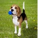 Набір для собаки 3в1 лежанка для собак (лежак для собаки) + килимок під миску + м'ячик OSPORT Set 44 (n-0074)