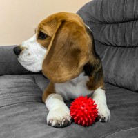 Игрушка для собак и котиков, мяч с шипами (игольчатый мячик для котов, кошек) ПВХ 7,5 см OSPORT (R-00010) Игрушка для собак и котиков, мяч с шипами (игольчатый мячик для котов, кошек) ПВХ 7,5 см OSPORT (R-00010)