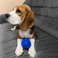 Игрушка для собак и котиков, мяч с шипами (игольчатый мячик для котов, кошек) ПВХ 9 см OSPORT (R-00011) Игрушка для собак и котиков, мяч с шипами (игольчатый мячик для котов, кошек) ПВХ 9 см OSPORT (R-00011)