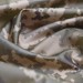 Ткань плащевая болонья (плащевка), водоотталкивающая 150 см Пиксель ММ-14 (TK-0027)